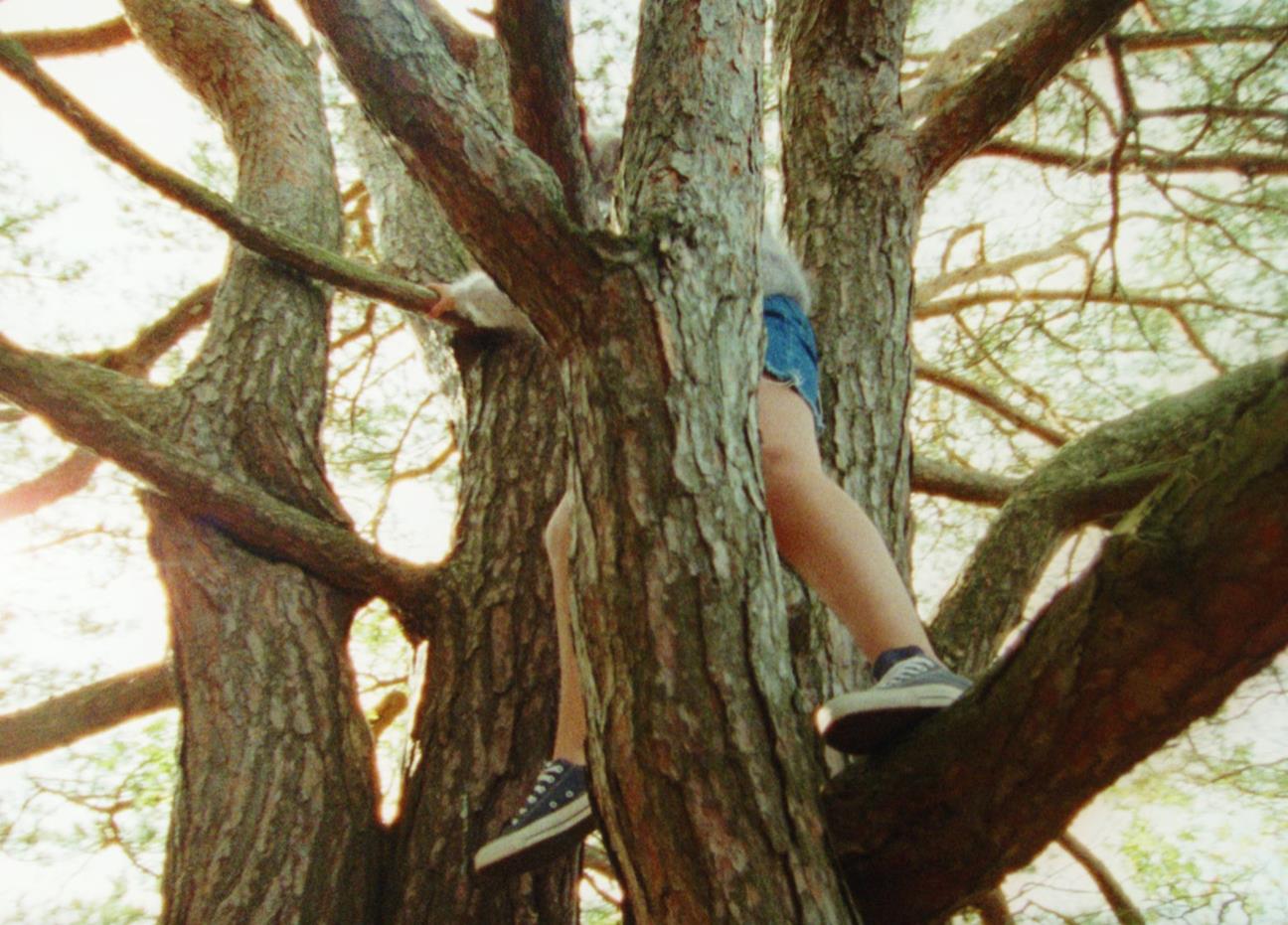Barn som klättrar i träd.